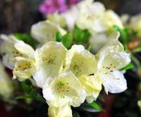 Pale limey creamy flowers